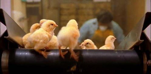 吃瓜小熊日韩纪录片视频,纪录片中的美食与风情