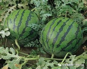 西瓜后吃哈密瓜会苦吗视频,揭秘口感苦涩之谜