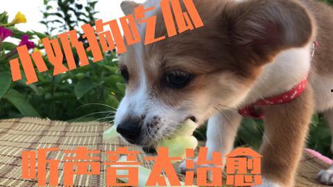 狗吃瓜视频,狗狗的欢乐吃瓜时光