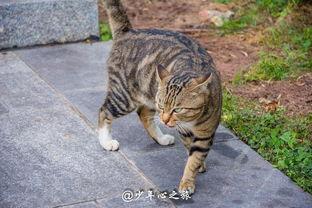 吃瓜群众猫咪打架视频,吃瓜群众捕捉到的萌宠格斗现场