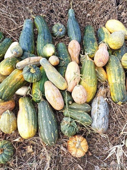 吃生瓜的视频大全图片高清,高清生瓜品尝瞬间大盘点