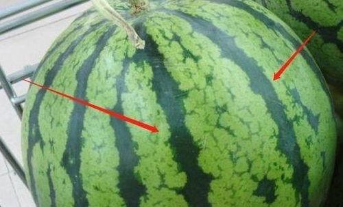 蒲瓜有分公母吗怎么吃视频,蒲瓜公母辨析与美味食法揭秘