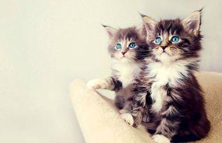 吃瓜小熊生小猫视频大全,趣味盎然的小猫成长记