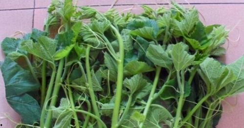 兰瓜幼苗可以吃吗视频,揭秘可食用蔬菜的种植与品尝之旅