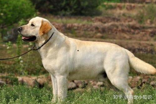 吃瓜狗拉布拉多配音视频,萌宠搞笑瞬间，笑翻网友