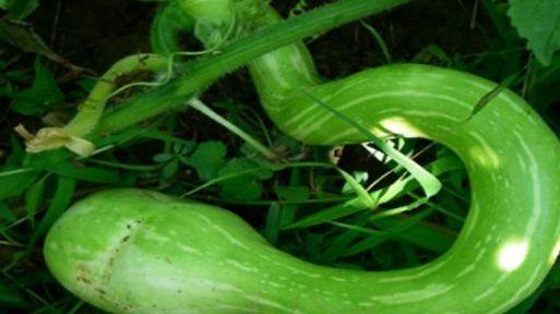 吃蛇瓜用不用去皮呢视频,去皮还是不去皮,营养与口感大揭秘