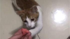 带你吃瓜猫猫搞笑视频在线观看