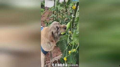 吃瓜小狗现场视频播放下载,一窥萌宠欢乐瞬间