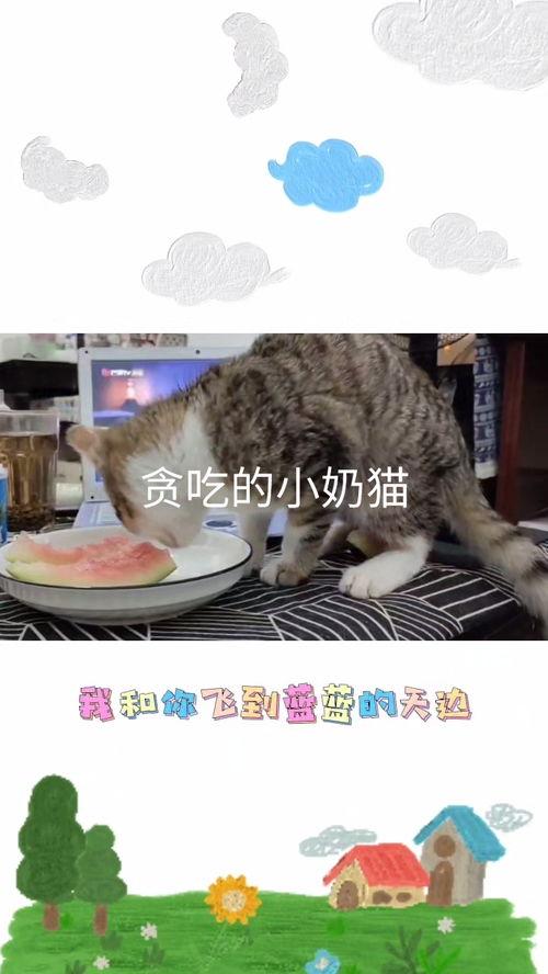 猫可不可以吃小瓜呢视频